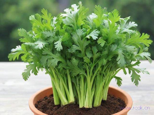 茼蒿菜怎么种,茼蒿菜怎么种法