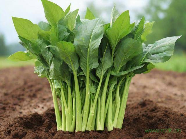 空心菜怎么种?,空心菜怎么种植长得好