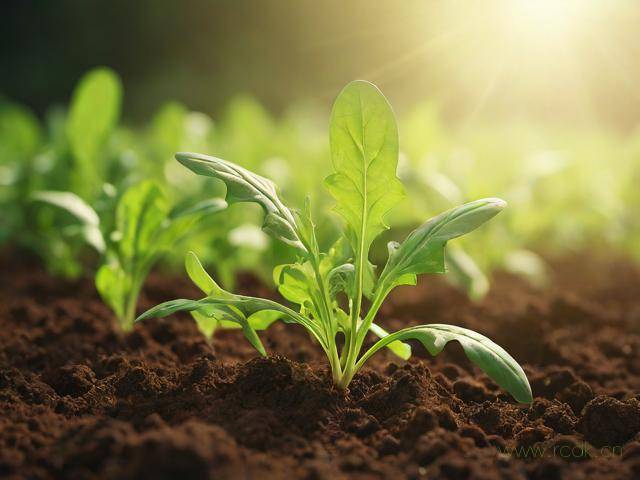 芝麻菜怎么吃怎么种植,芝麻菜种子怎么种