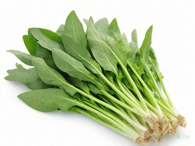 枸杞菜怎么保存,枸杞菜怎么保存最好