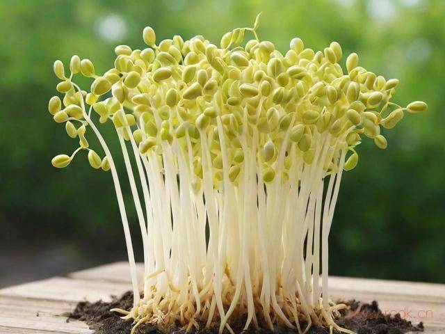 怎么种出好吃的豆芽菜,怎么种,豆芽