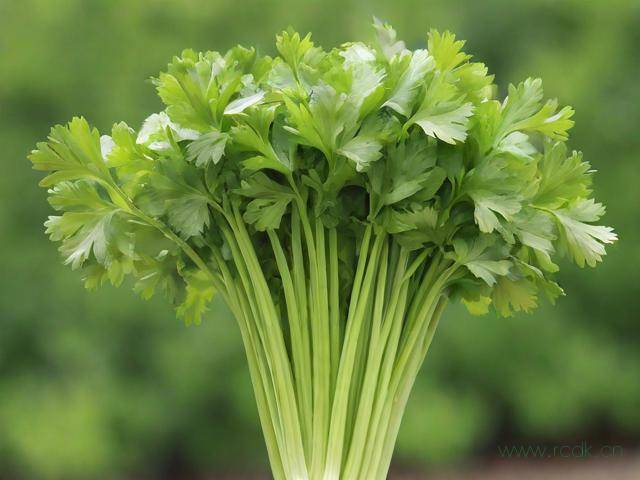 山芹怎么摘菜,山芹需要摘叶子吗