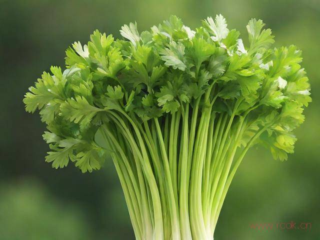 山芹怎么摘菜,山芹需要摘叶子吗