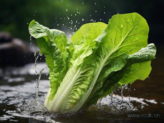 油麦菜怎么洗,如何洗油麦菜