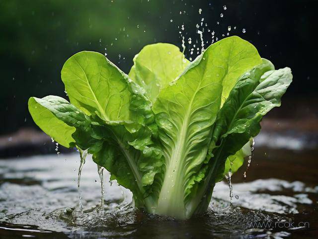油麦菜怎么洗,如何洗油麦菜