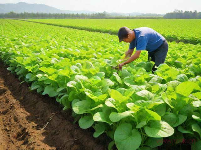 银子菜怎么种植,银子菜图片