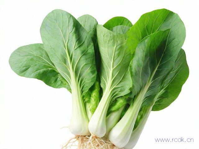 儿菜怎么挑选,儿菜怎么挑选新鲜的