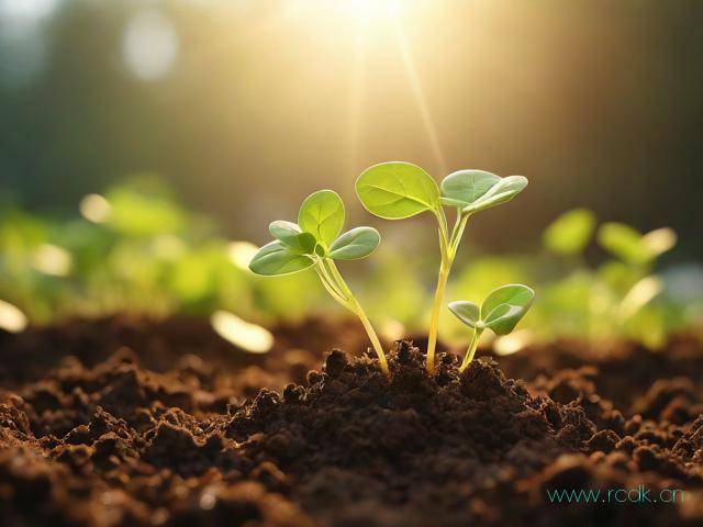 木耳菜怎么种植容易发芽,木耳菜如何种植方法