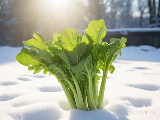 冬天空心菜怎么种植,空心菜在冬天可以生长吗?