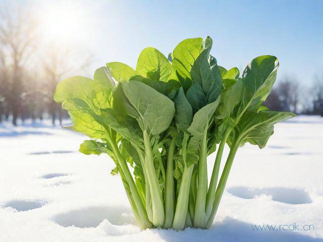 冬天空心菜怎么种植,空心菜在冬天可以生长吗?