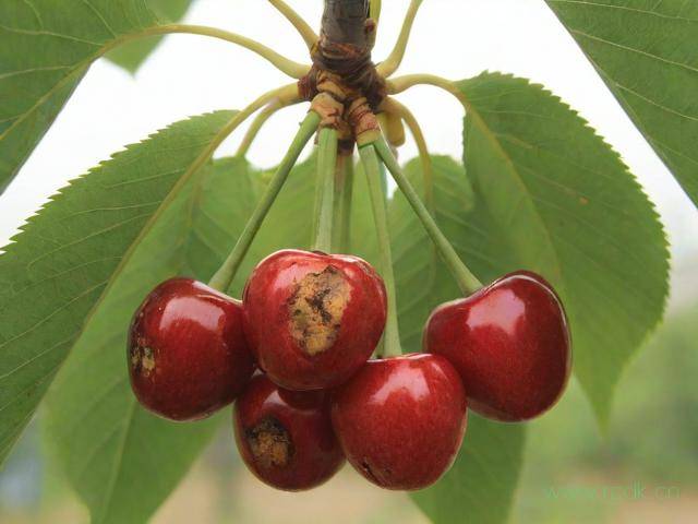 樱桃褐斑病怎么治,大樱桃褐斑病特效药