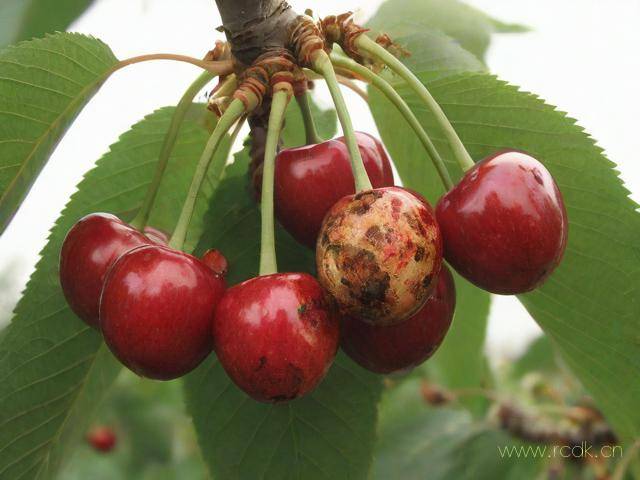 樱桃褐斑病怎么治,大樱桃褐斑病特效药