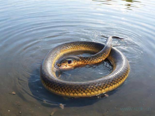 黄鳝痉挛病怎么办,黄鳝有没有痛觉神经