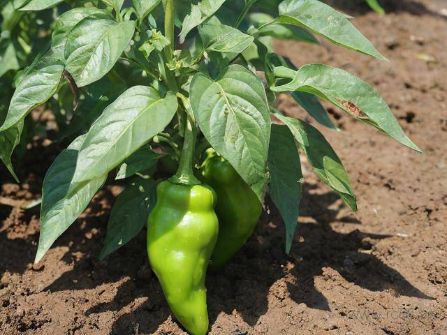 辣椒青枯病怎么办,辣椒青枯病是什么症状