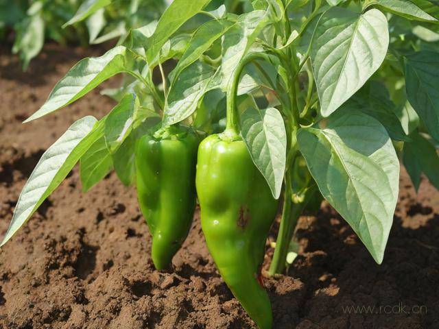 辣椒青枯病怎么办,辣椒青枯病是什么症状