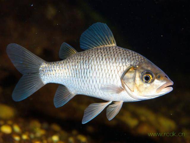 怎么治疗鱼寄生虫病,治疗鱼寄生虫用什么药效果最好