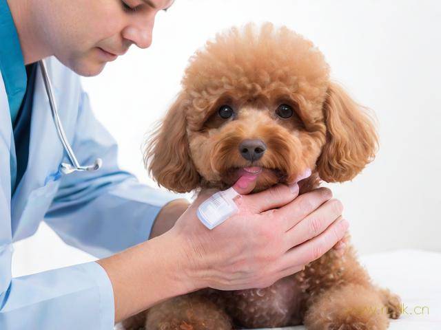 泰迪狗皮肤病怎么治疗,泰迪狗皮肤病怎么治疗图片