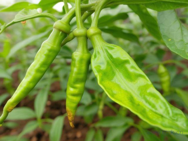 辣椒得了青枯病怎么治,辣椒青枯病防治方法