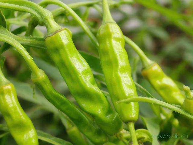 辣椒得了青枯病怎么治,辣椒青枯病防治方法