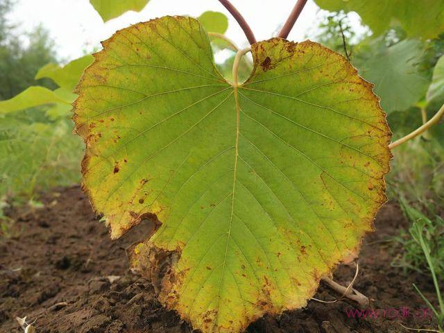 猕猴桃叶枯病怎么治疗,猕猴桃叶子枯萎