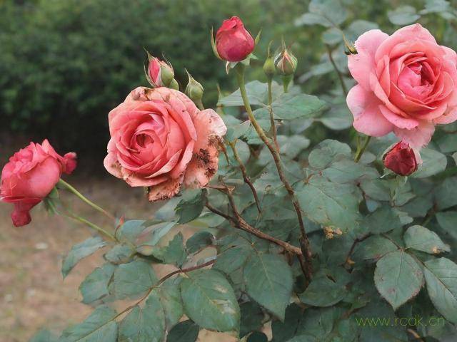 月季枯枝病怎么治,月季枯枝病还有救吗