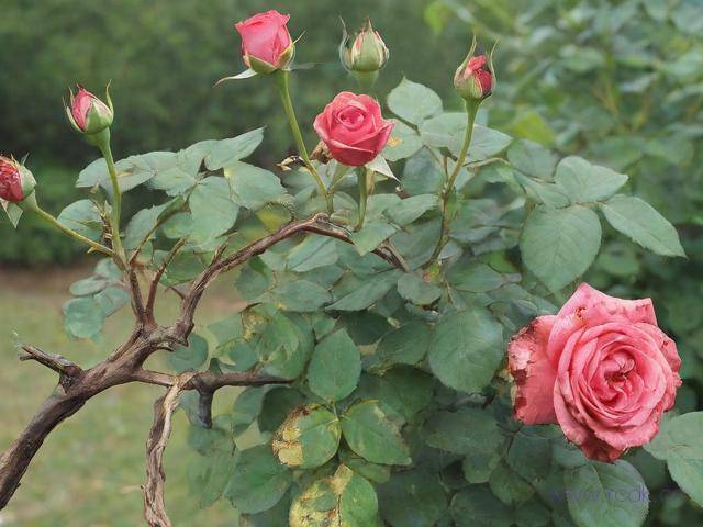 月季枯枝病怎么治,月季枯枝病还有救吗