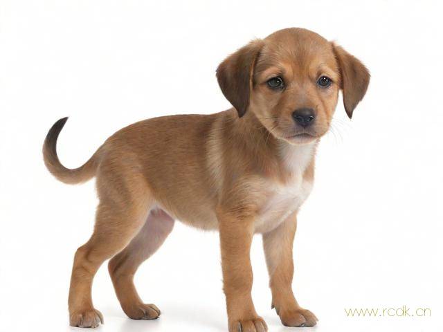 小狗有佝偻病怎么治疗,狗狗佝偻病可以治愈吗