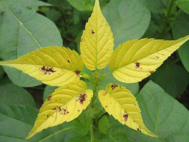 小米辣黄叶病怎么治,小米辣叶子枯萎打哪种药