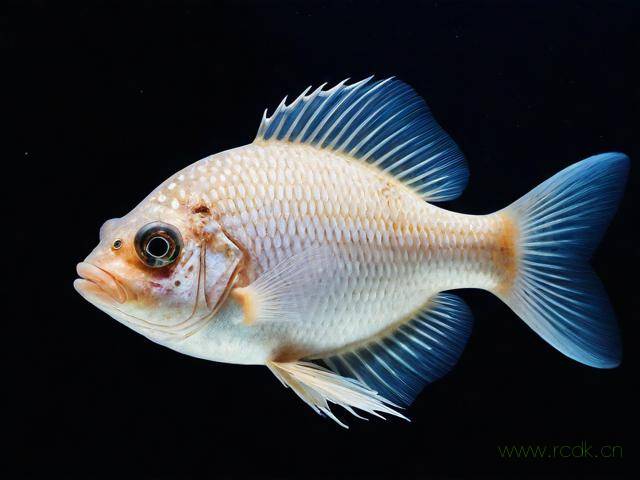 发财鱼白点病怎么治疗,发财鱼发白怎么办