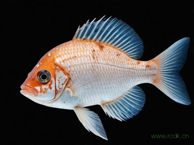 发财鱼白点病怎么治疗,发财鱼发白怎么办